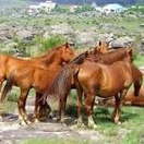 Surroundings (Wild Horses -Kaapsche Hoop)