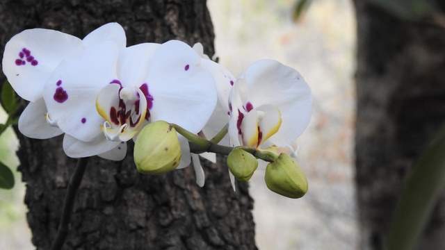 Orchid in garden