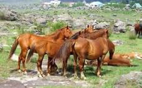 Surroundings (Wild Horses -Kaapsche Hoop)